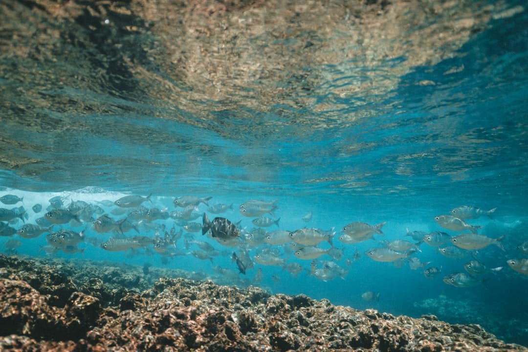 Ławica srebrnych ryb pływająca w błękitnym oceanie nad skałami.