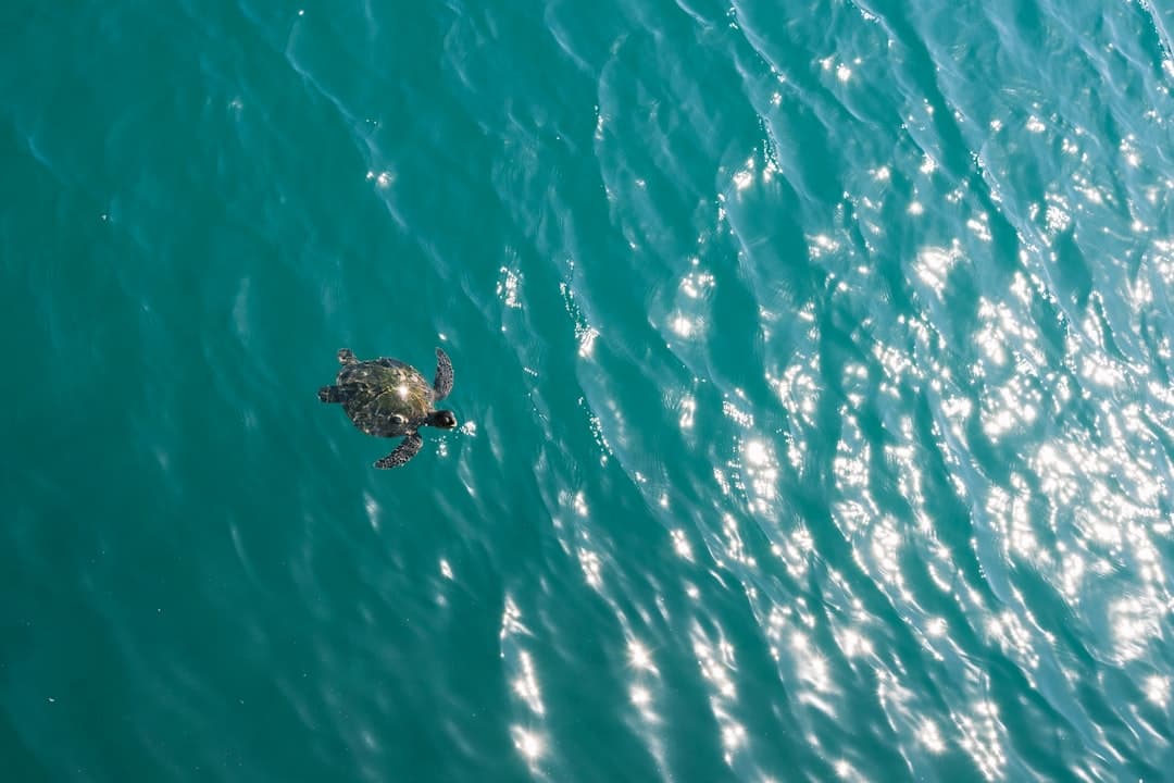 Żółw morski pływający w lśniącej turkusowej wodzie oceanu.