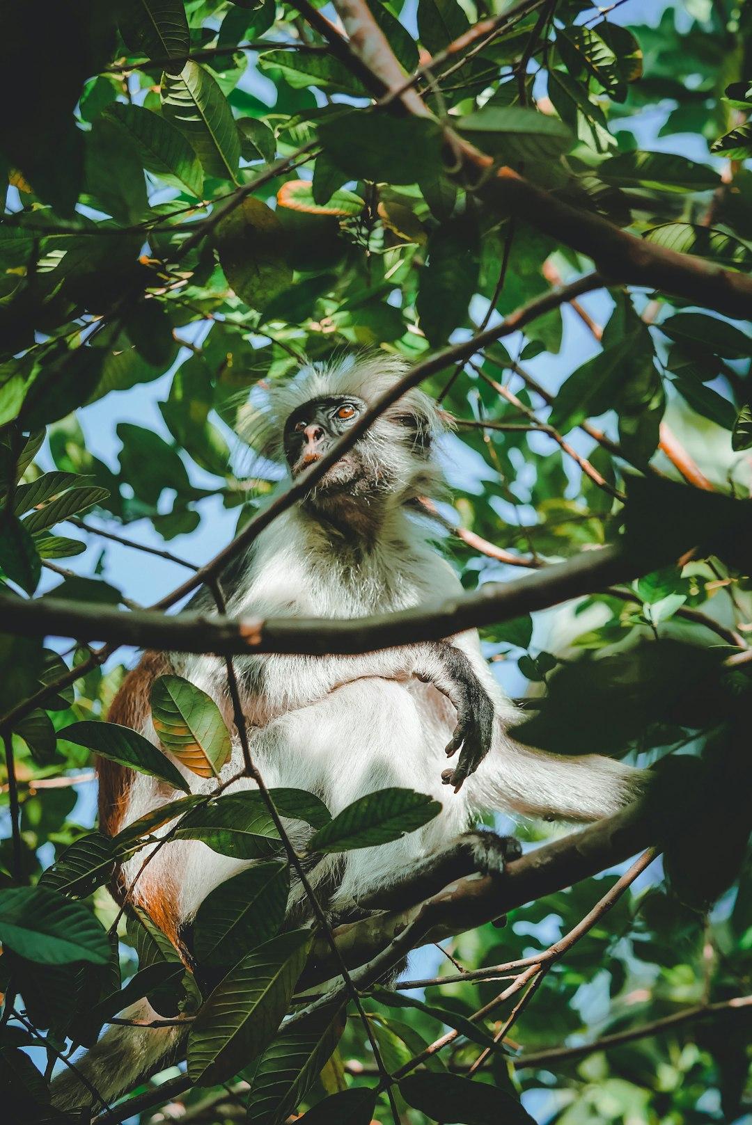 Zanzibarska gerezanka ruda w liściach drzewa, dzikie zwierzę