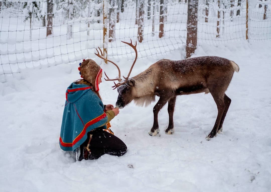 Osoba w tradycyjnym stroju karmiąca renifera w zimowym lesie.