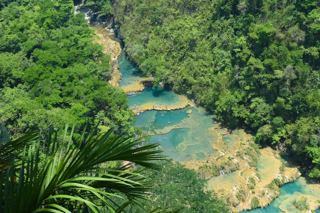 Turkusowe kaskadowe baseny Semuc Champey w bujnej gwatemalskiej dżungli.