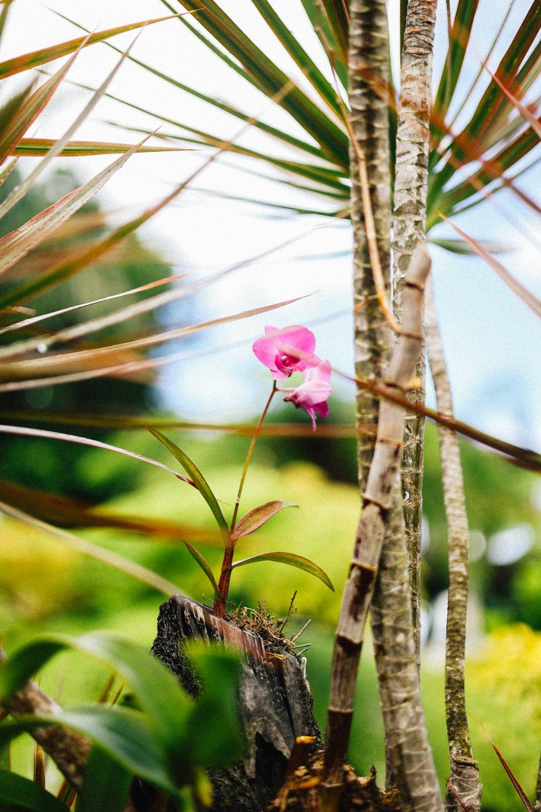 Różowa orchidea na pniu w tropikalnej zieleni.