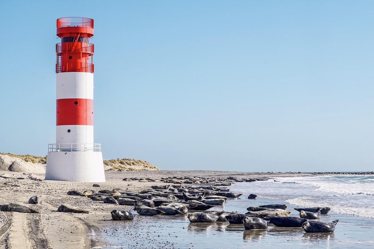 Czerwono-biała latarnia morska i stado fok na piaszczystej plaży.