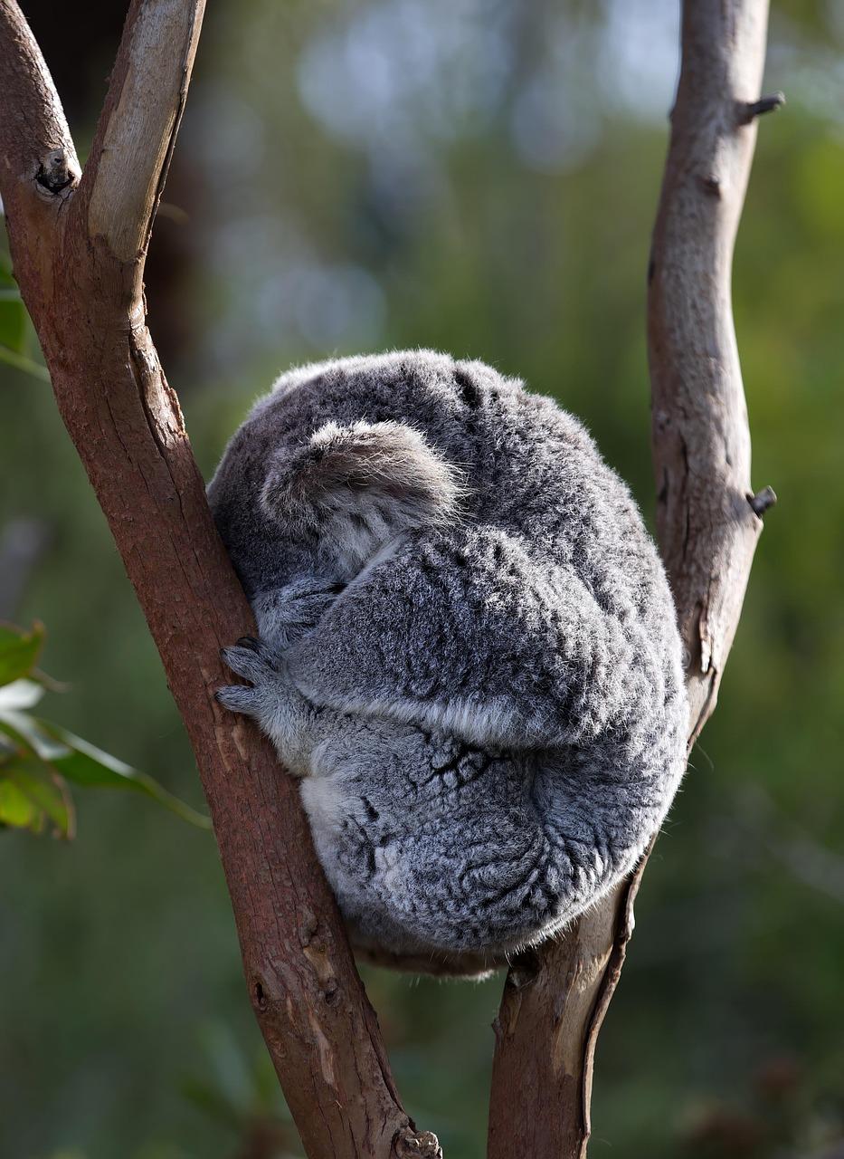 Szary, puszysty koala śpiący na gałęzi eukaliptusa.
