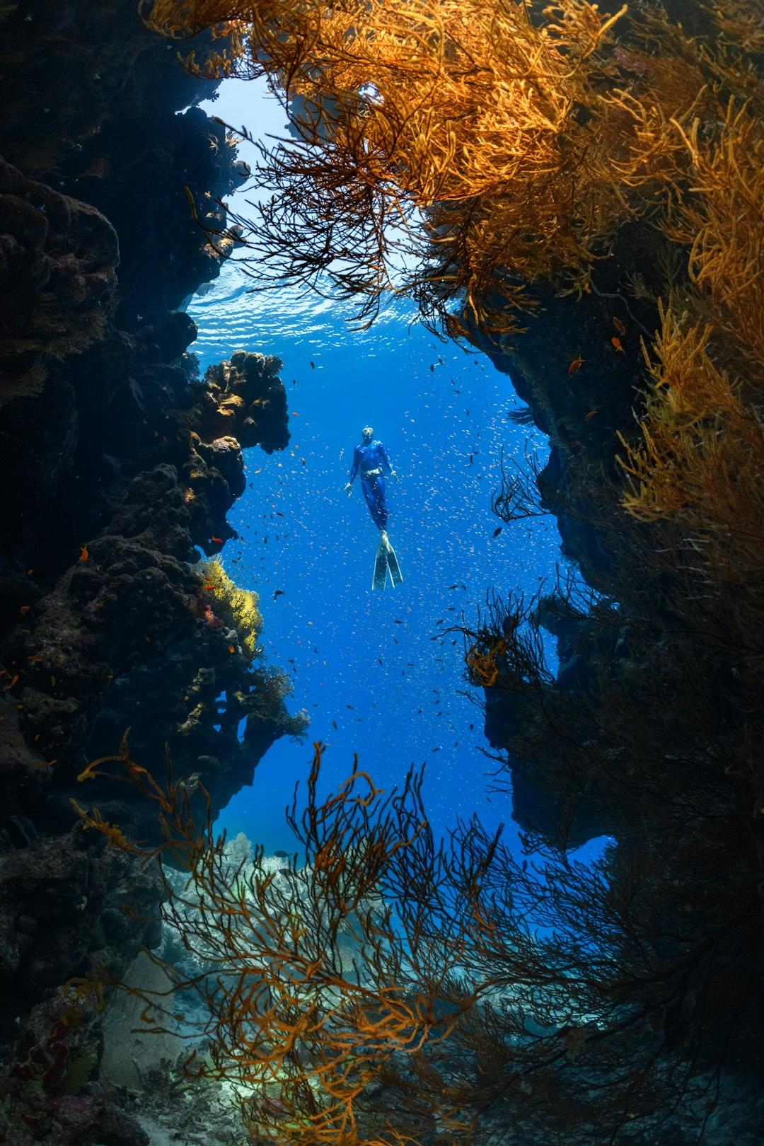 Freediver w błękitnym oceanie otoczony rafą koralową i rybami.