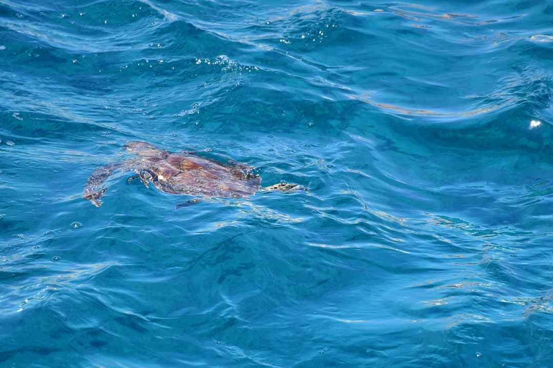 Żółw morski pływający w błękitnym oceanie blisko powierzchni wody.