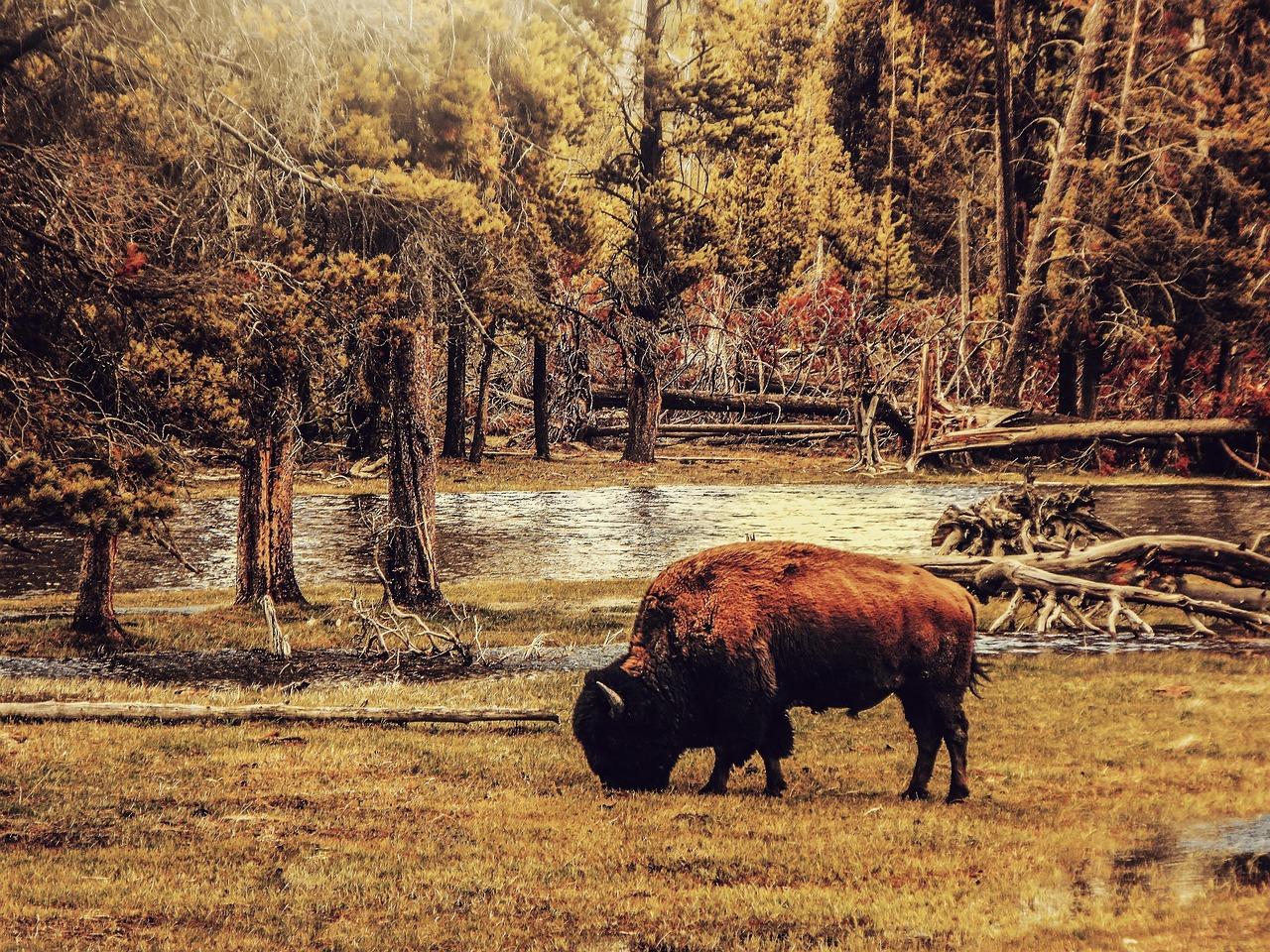 Bizon w Parku Narodowym Yellowstone, pasący się przy rzece.