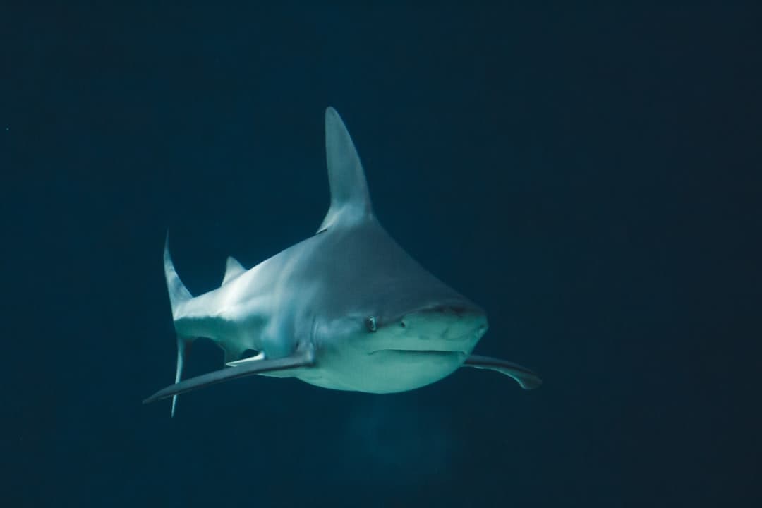 Rekin pływający w głębokiej, ciemnoniebieskiej wodzie oceanu.
