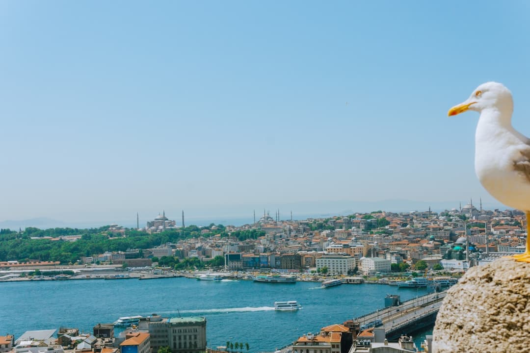 Mewa patrzy na panoramę Stambułu, Złoty Róg, Hagia Sophia.