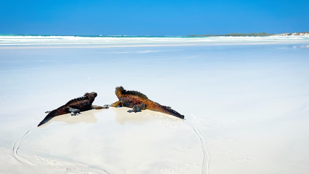 Dwie iguany morskie na białej plaży Galapagos.