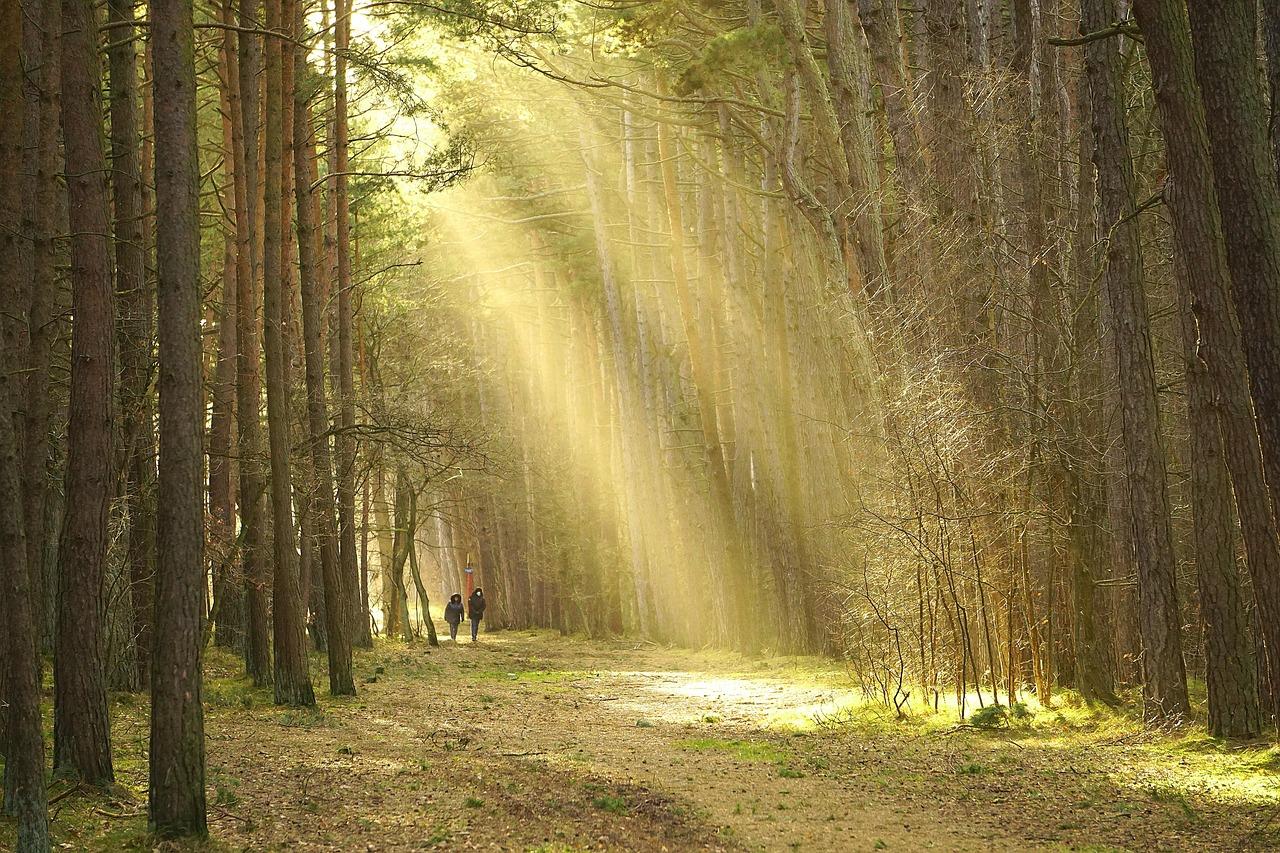 Promienie słońca w lesie sosnowym ze ścieżką i spacerującymi ludźmi.