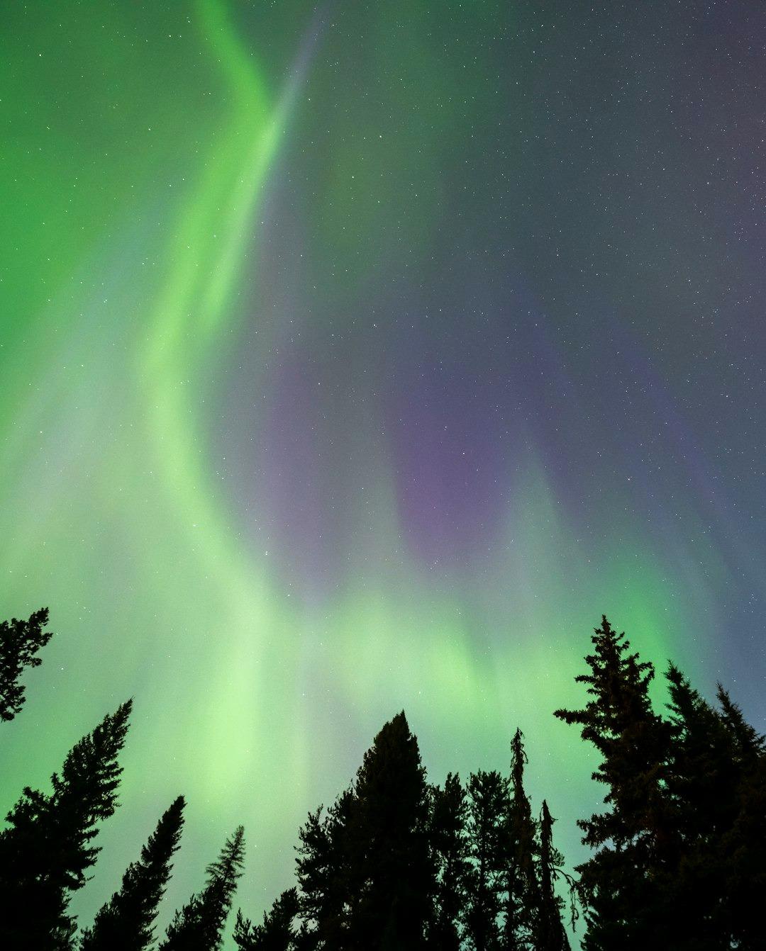 Spektakularna zielono-fioletowa zorza polarna nad lasem iglastym nocą.