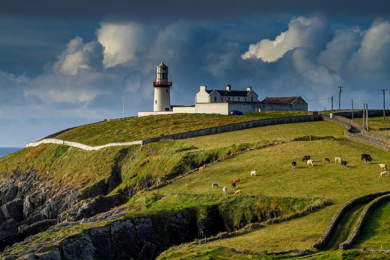 Irlandzka latarnia morska na zielonym klifie z pasącymi się krowami.