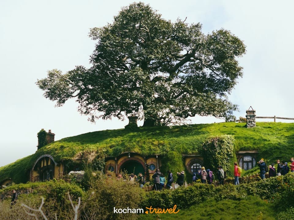 Hobbiton Nowa Zelandia: zielone wzgórza, hobbickie nory, duże drzewo, turyści