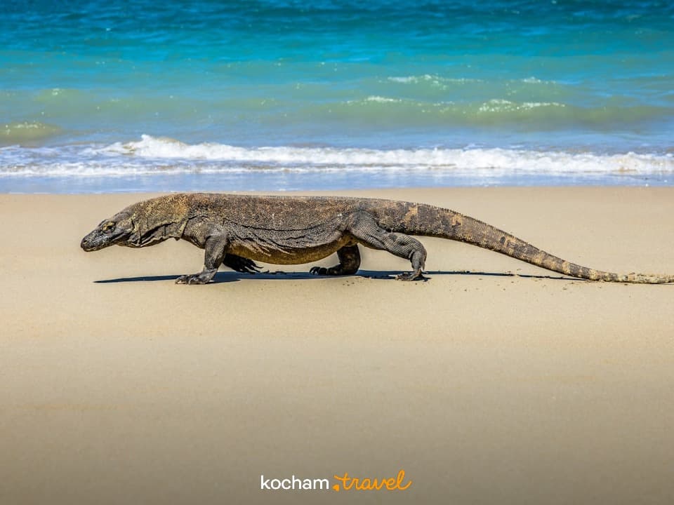 Duży waran z Komodo na piaszczystej plaży z turkusową wodą.