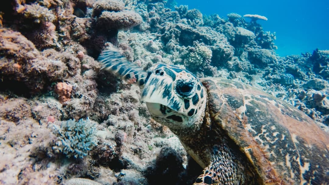 Żółw morski pływający w pobliżu rafy koralowej w błękitnym oceanie.