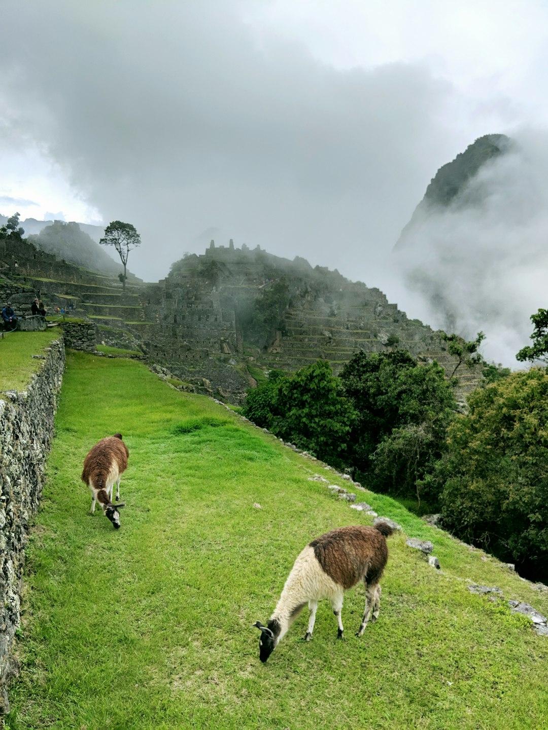 Lamy pasące się na zielonych tarasach Machu Picchu we mgle.