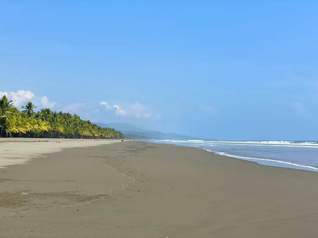 Panoramiczny widok na szeroką, ciemną tropikalną plażę z palmami i falami oceanu.