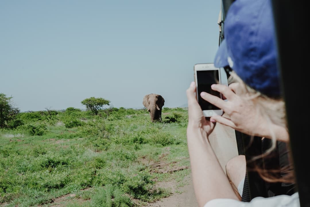 Osoba fotografująca słonia smartfonem podczas safari w Afryce.