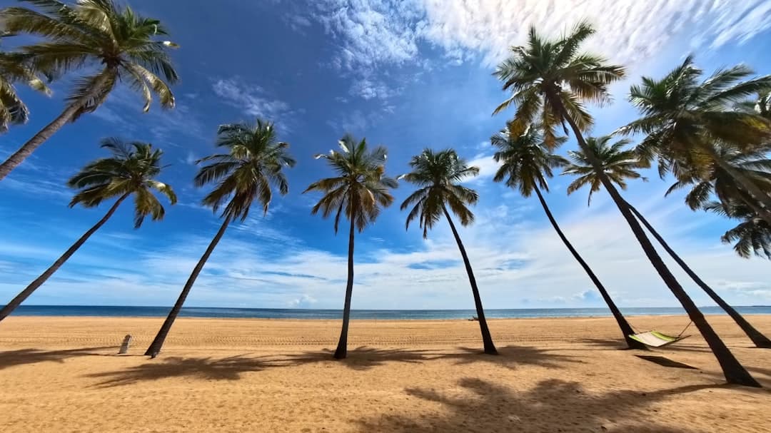 Piaszczysta plaża z palmami, błękitnym oceanem i hamakiem.