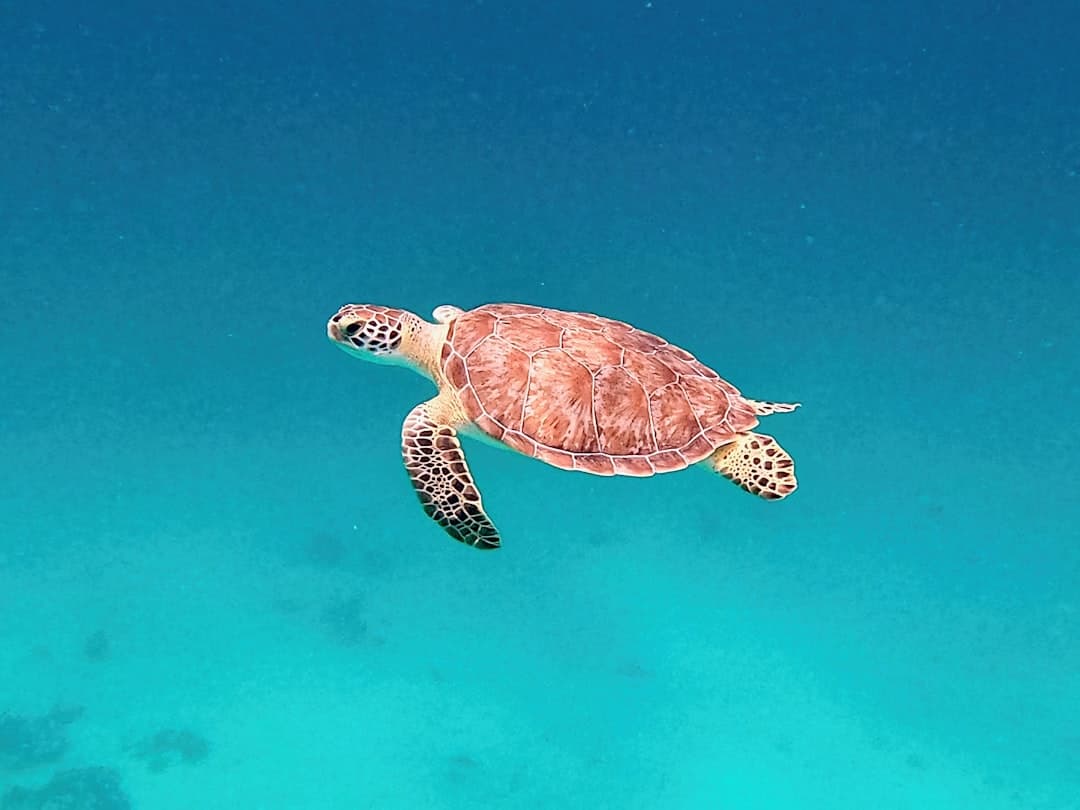 Morski żółw pływający w turkusowej wodzie oceanu.
