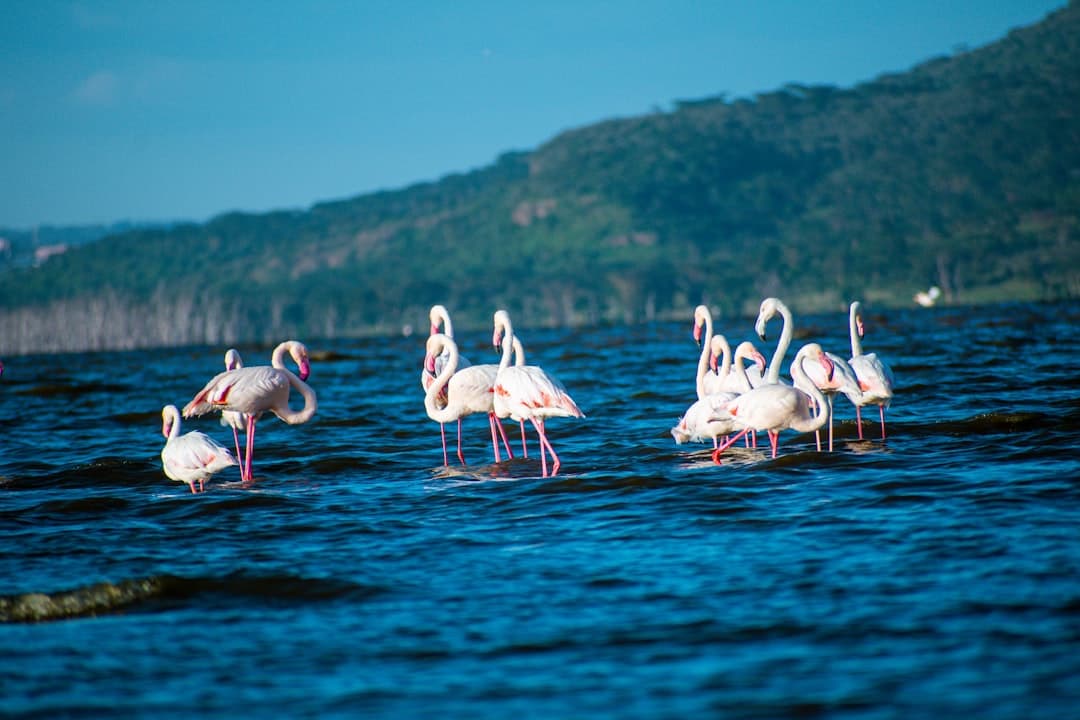 Stado różowych flamingów w jeziorze na tle zielonych wzgórz