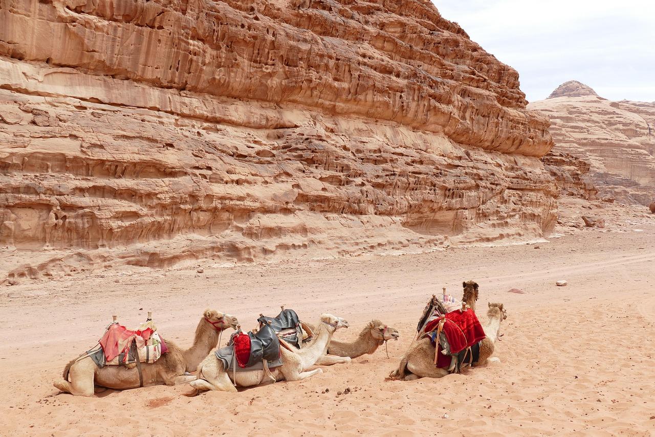 Wielbłądy odpoczywające na piaszczystej pustyni Wadi Rum z formacjami skalnymi.