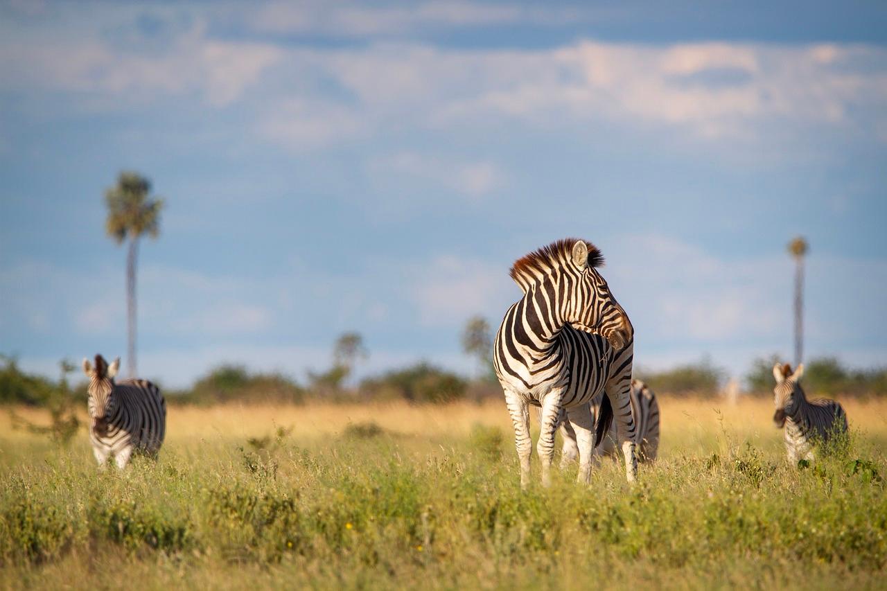 Stado zebr na sawannie, jedna zebra odwrócona, błękitne niebo