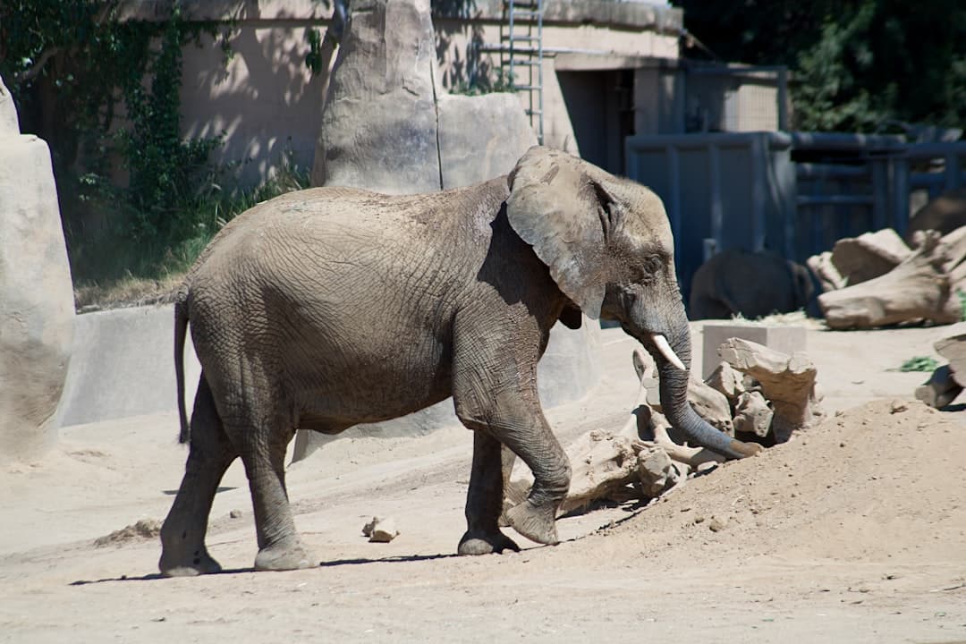 Słoń afrykański z kłami spacerujący po piaszczystym wybiegu zoo.