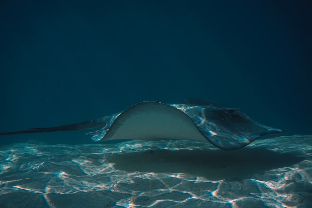 Płaszczka pływająca nad piaszczystym dnem oceanu z promieniami słońca.