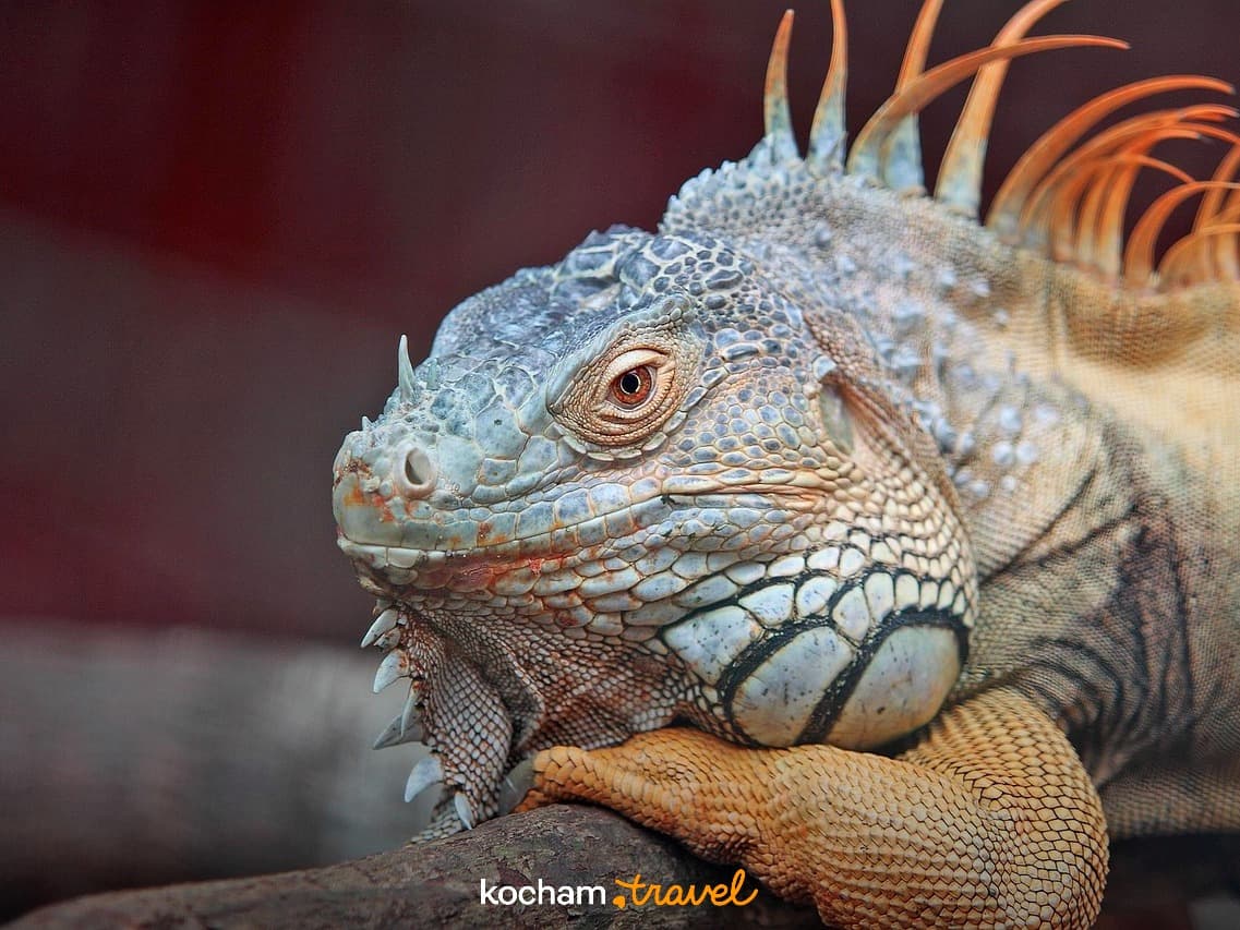 Jaszczurka iguana, zbliżenie, żywe kolory łusek, na gałęzi.