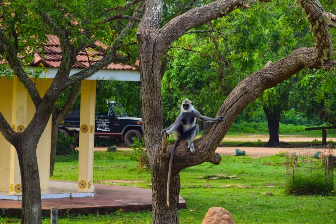 Srebrny langur na drzewie w parku narodowym Yala, dżip safari.