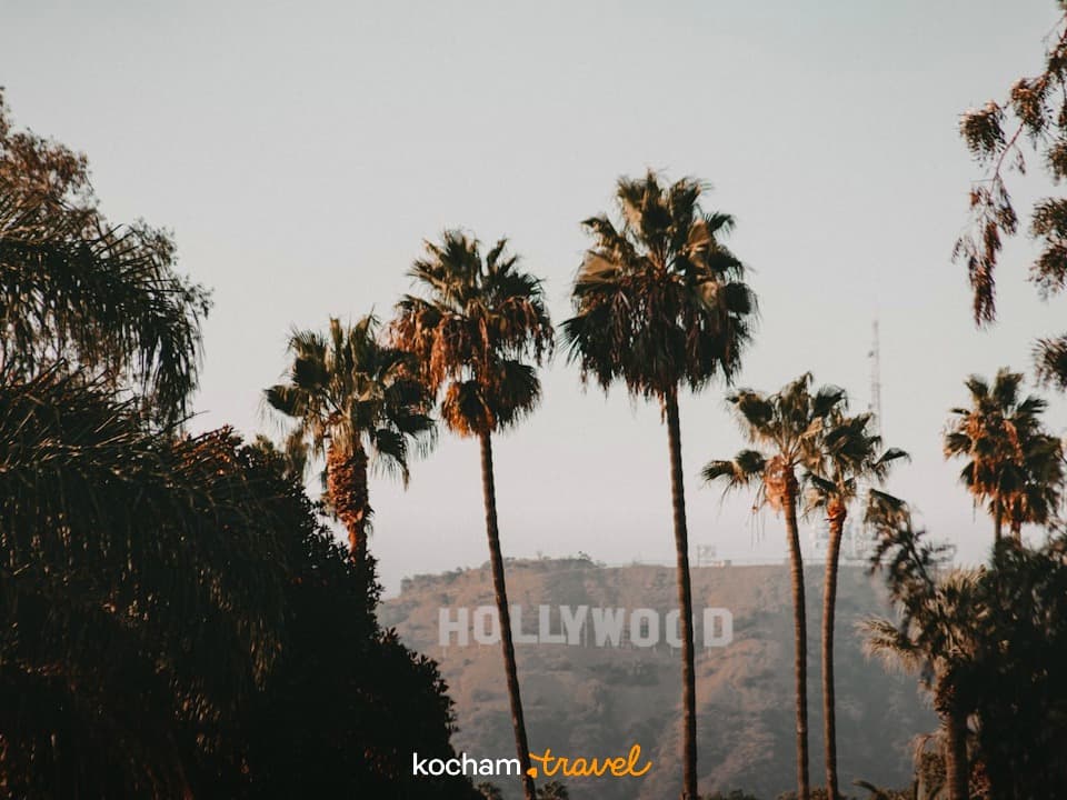 Ikoniczny znak Hollywood i palmy w Los Angeles, słoneczny dzień.