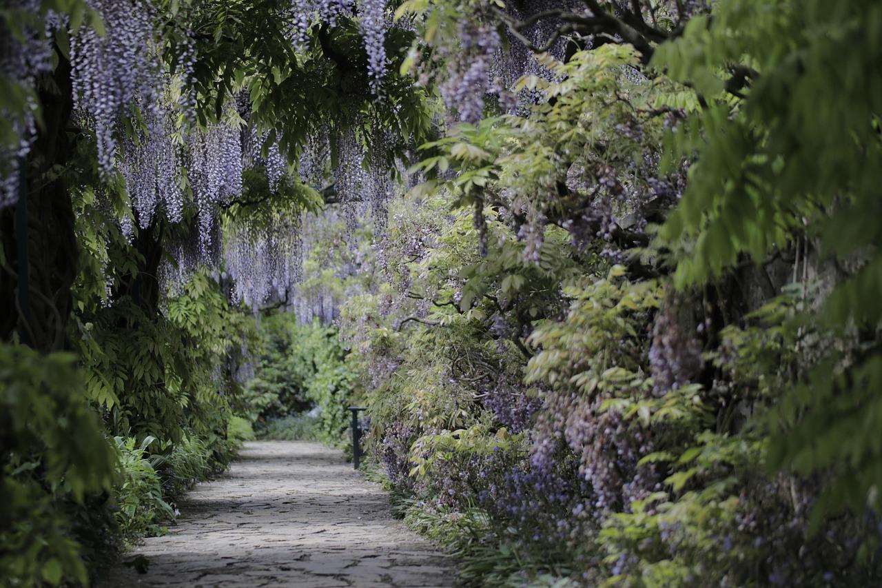 Kwitnąca wisteria nad kamienną ścieżką w ogrodzie.
