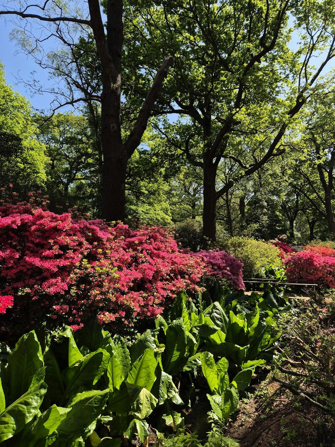 Malowniczy park z kwitnącymi rododendronami i bujną zielenią.
