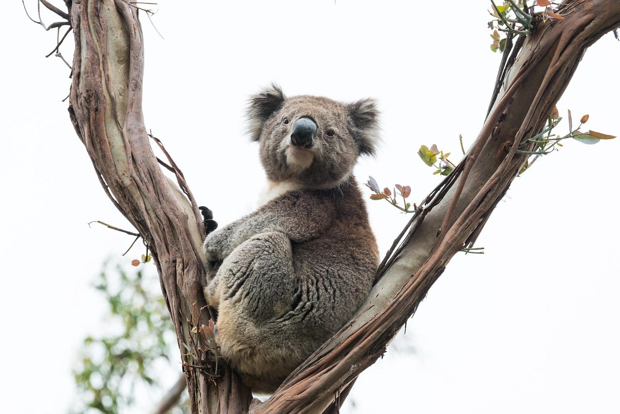 Uroczy koala siedzący na drzewie eukaliptusowym, patrzący wprost.