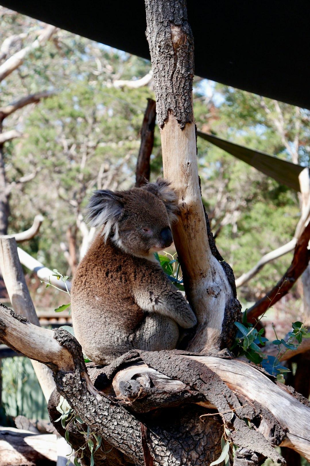 Koala siedzący na gałęzi drzewa w słoneczny dzień.