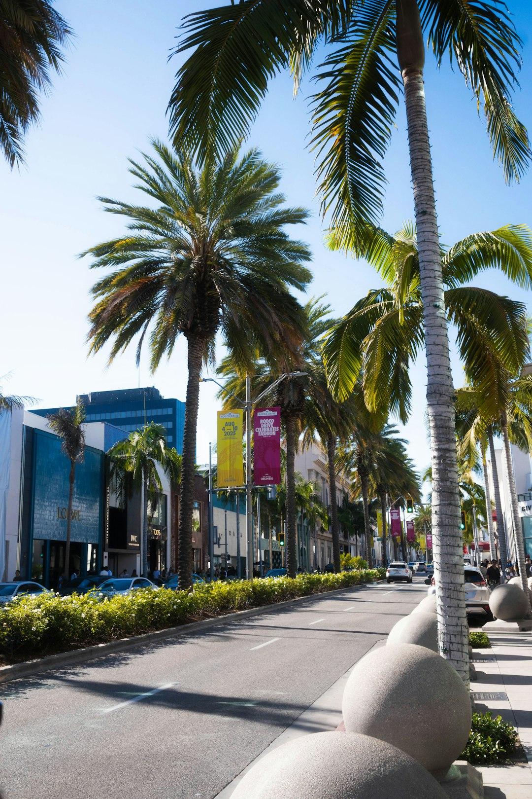 Palmy wzdłuż luksusowej ulicy Rodeo Drive w Beverly Hills.