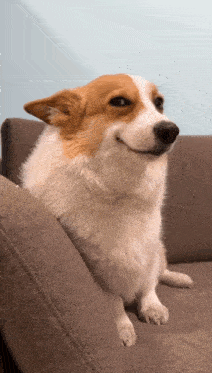 Uśmiechnięty corgi siedzący na kanapie.