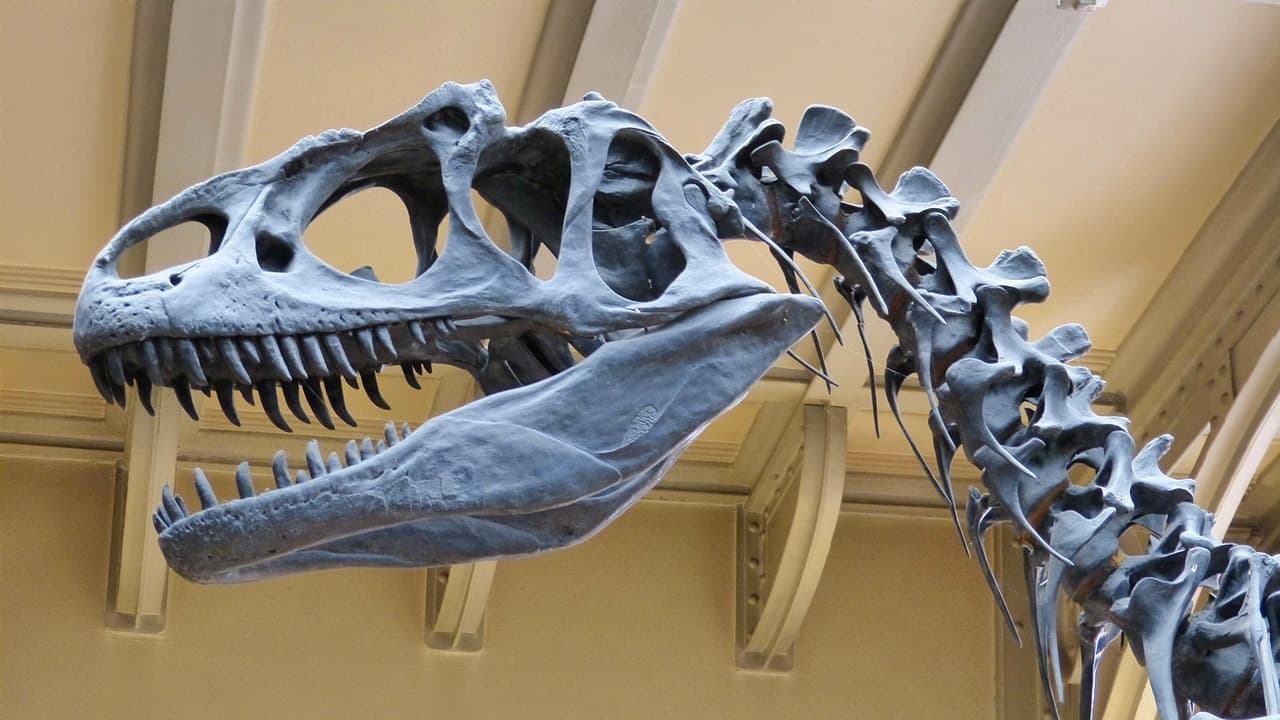 Szkielet dinozaura, czaszka i kręgosłup, wystawa w muzeum.