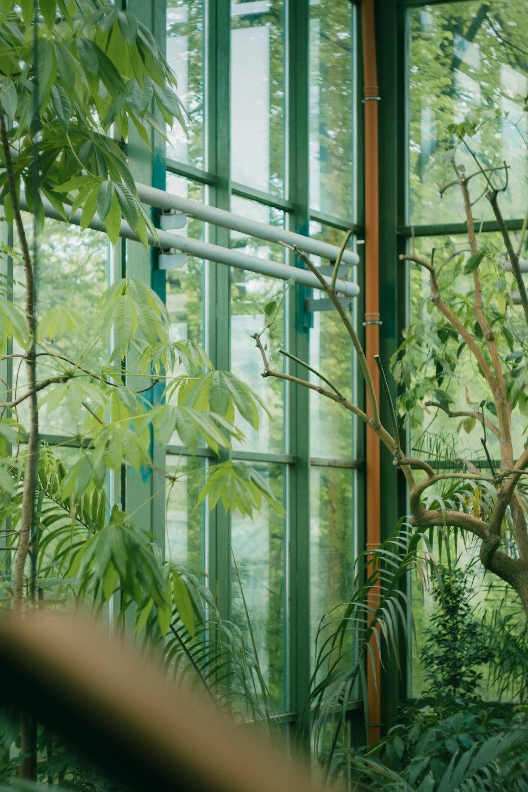 Zielone rośliny tropikalne w szklarni ogrodu botanicznego, jasne światło.