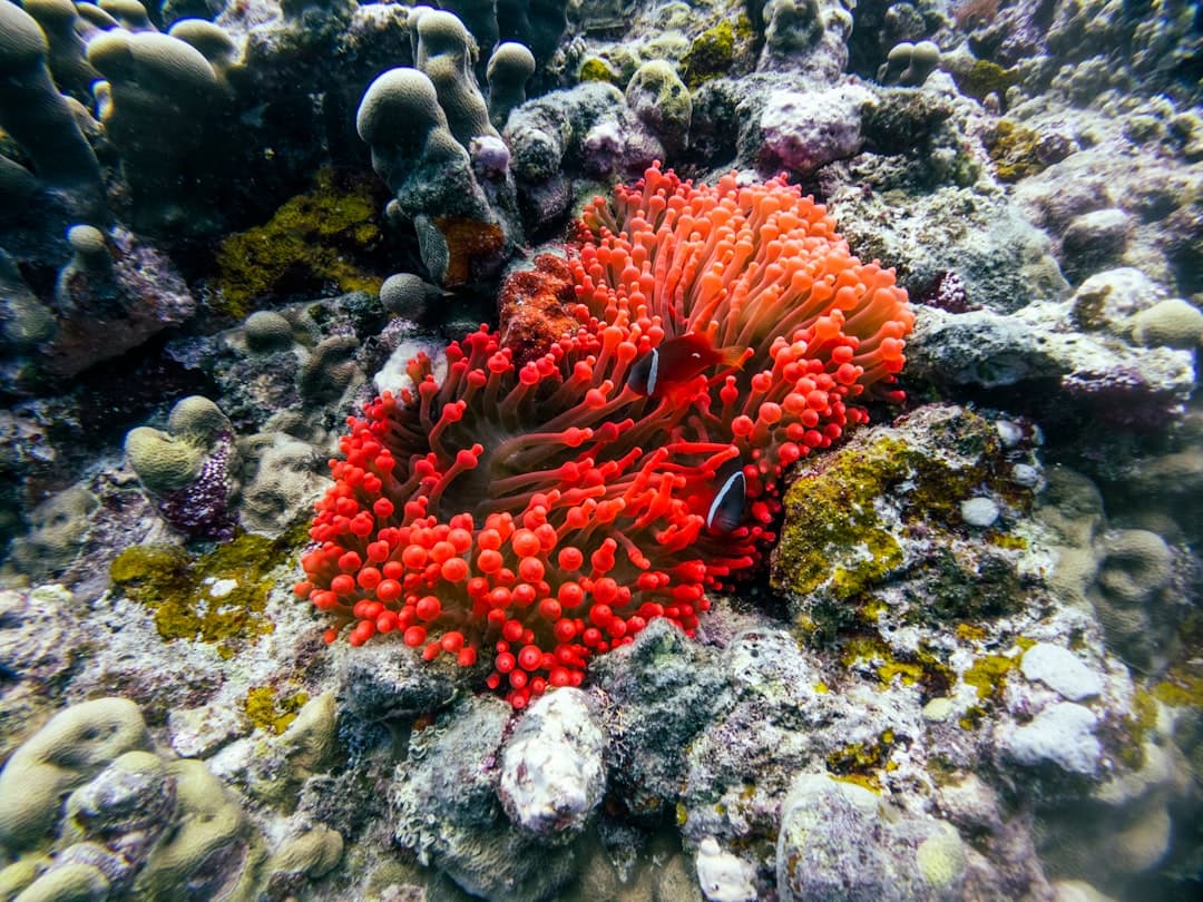 Czerwony ukwiał z dwoma błazenkami na dnie oceanu.