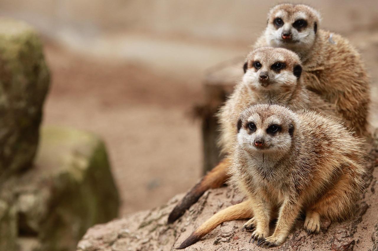Rodzina w zoo w Ostrawie
