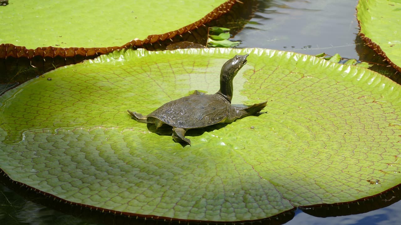 Lilie wodne w ogrodzie botanicznym