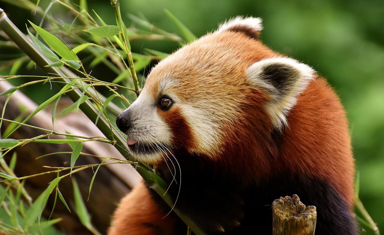 Rodzina zwiedzająca ZOO Hellabrunn