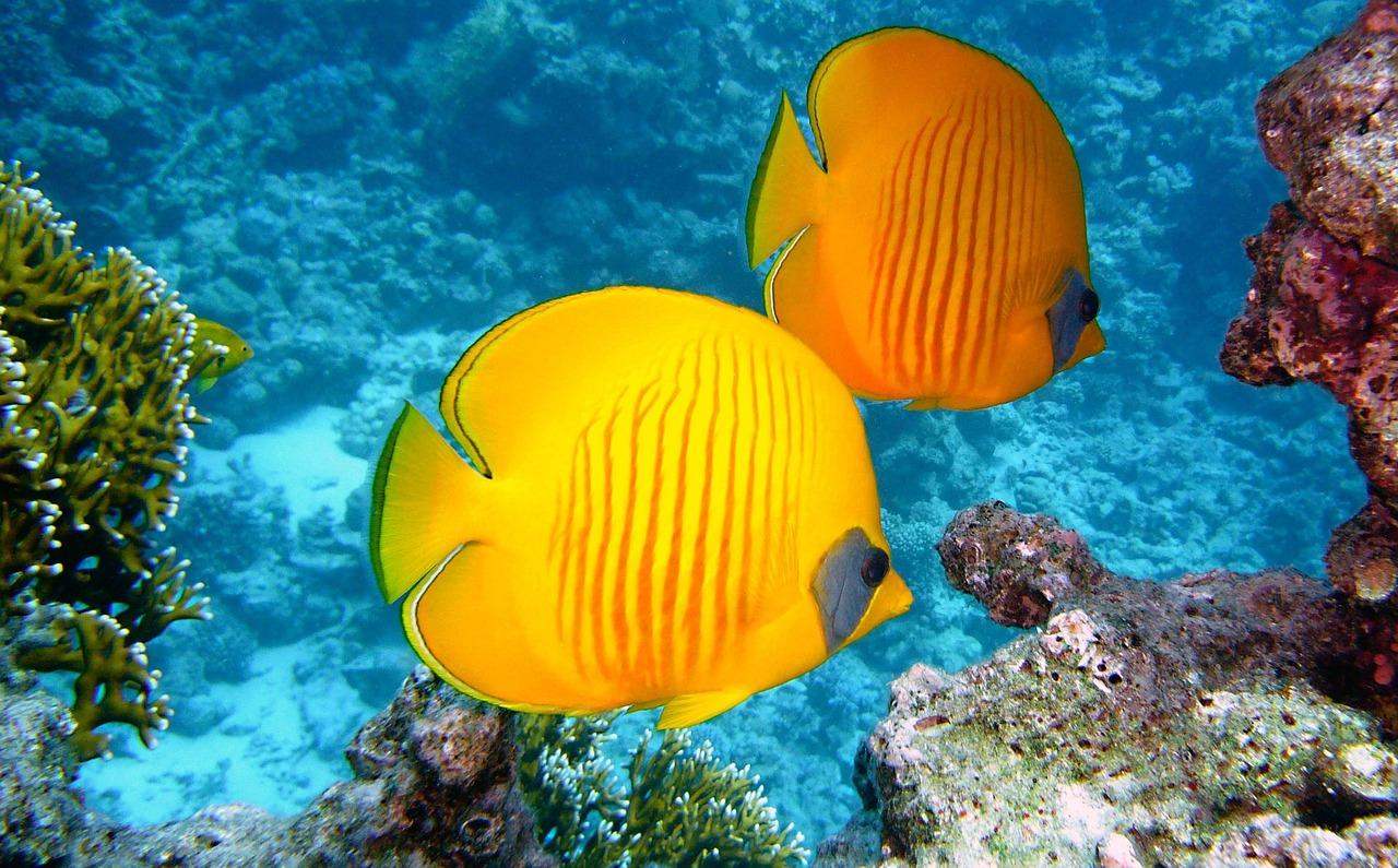 Nurkowanie w Coral Gardens