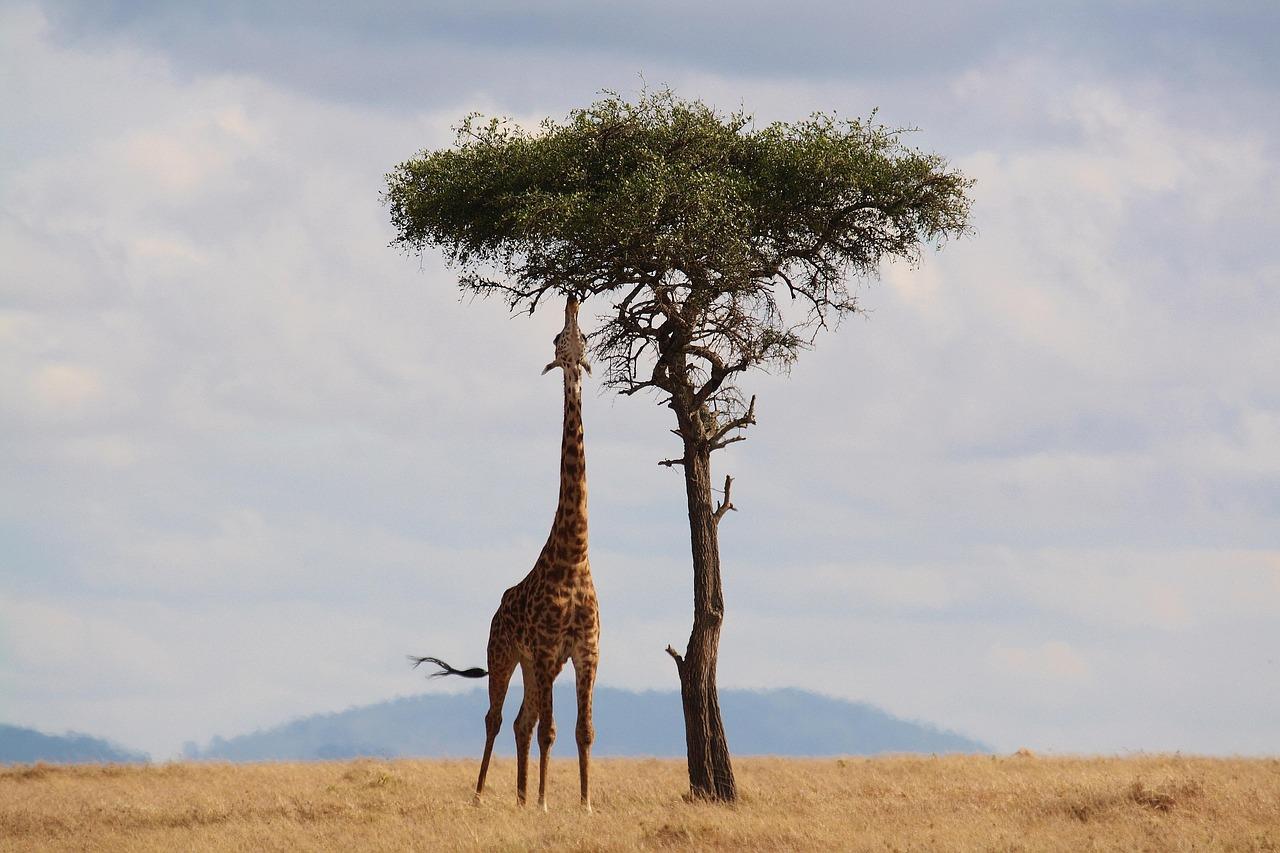 Safari w Serengeti