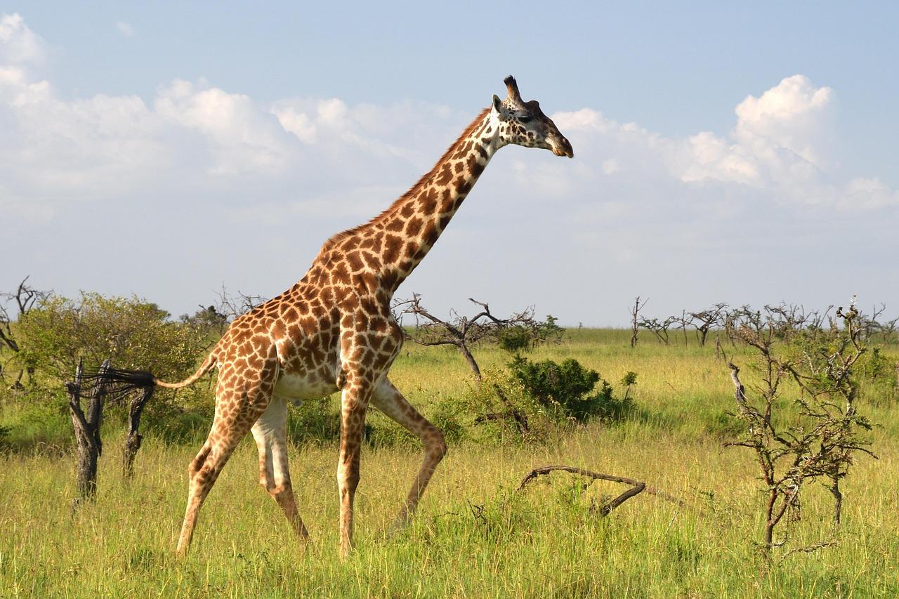 Safari w Masai Mara