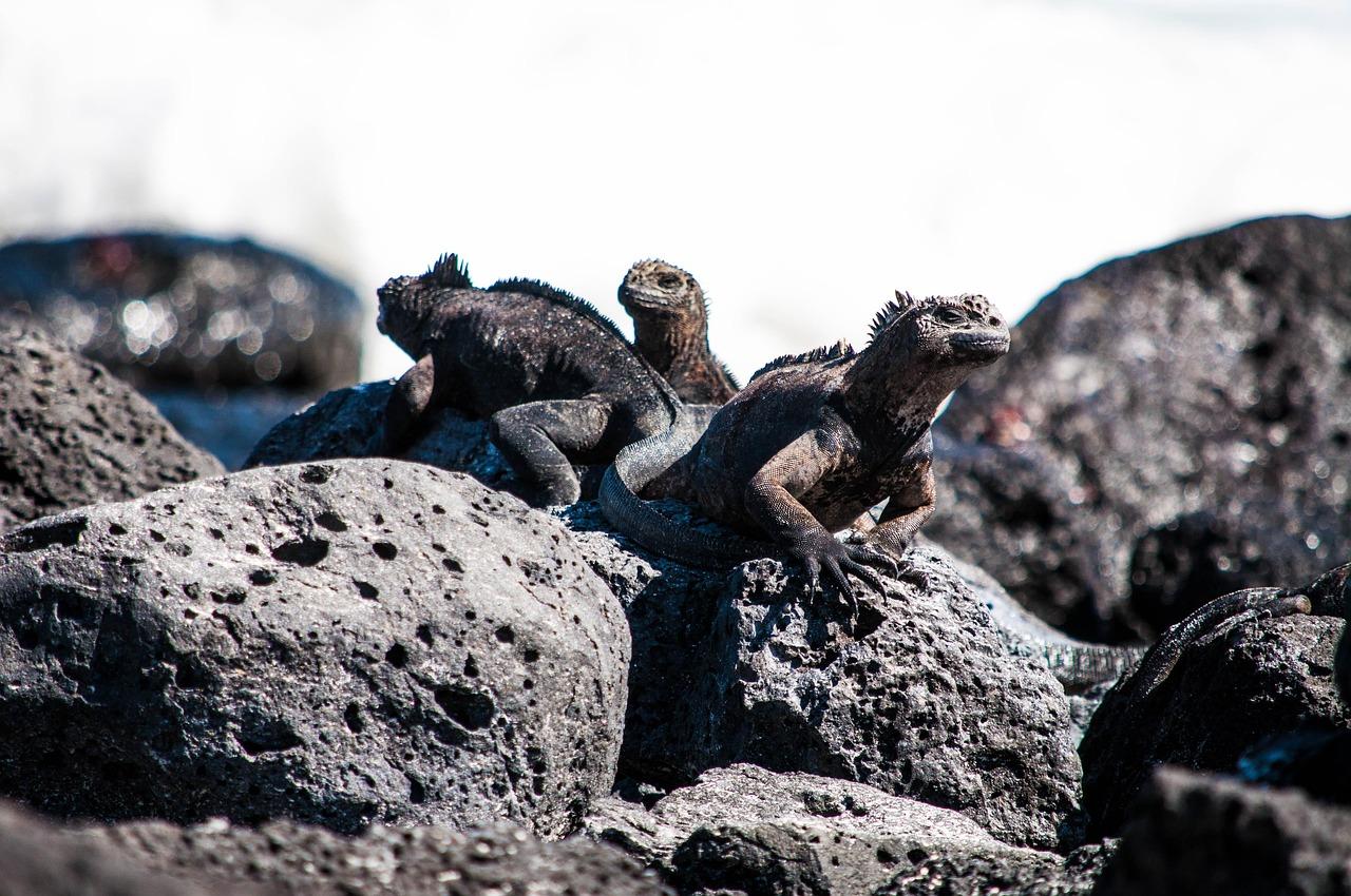 Dzikie życie na Galapagos