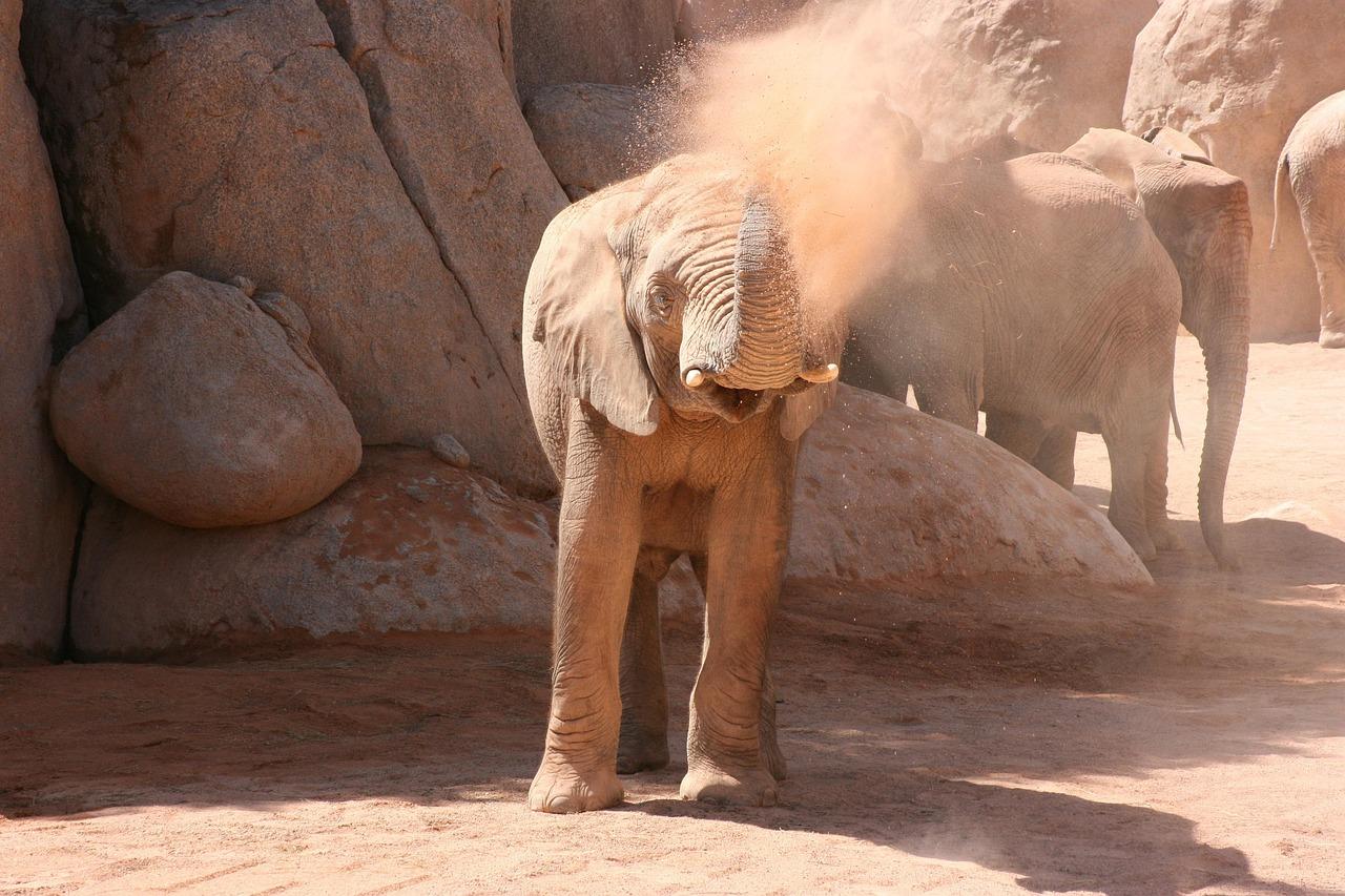 Widok na Bioparc Walencja